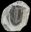 Bargain, Coltraneia - Bug Eyed Trilobite #53546-1